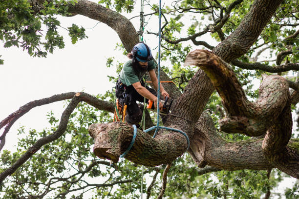 How Our Tree Care Process Works  in  Assumption, IL