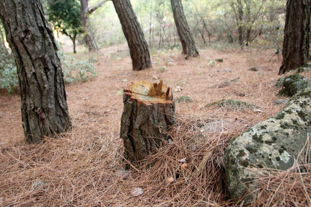 Reliable Assumption, IL Tree Care Solutions